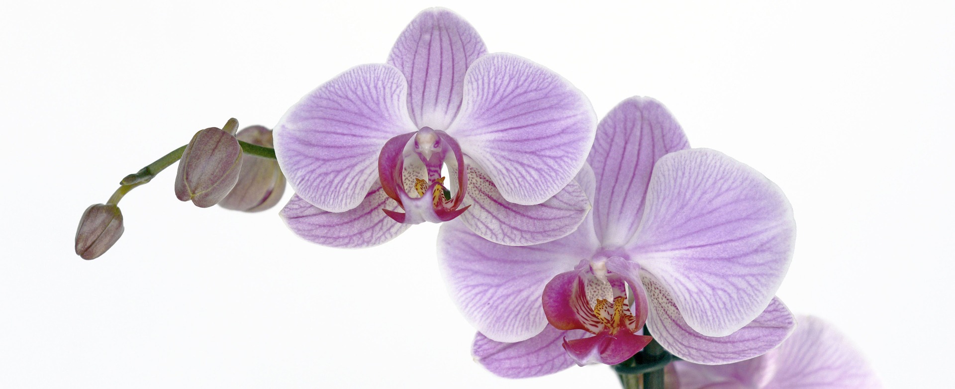 Phalaenopsis flower, annca/Pixabay